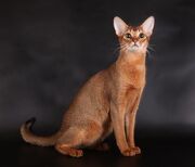 Abyssinian1