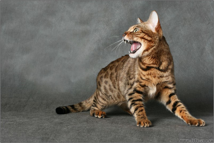 Фото кошки тойгер Toyger kitten, Toyger cat, Kitten pictures