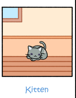 Cat condo online last cat