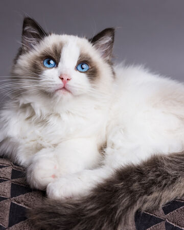 Le Ragdoll Wiki Catissime L Encyclopedie Du Chat Fandom