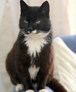 Creme Puff 1967 05 Catpedia Wiki Fandom Creme Puff 1967 05 Catpedia Wiki Fandom
