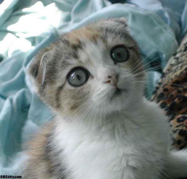 Scottish Fold - Conheça mais sobre os gatos Scottish Fold