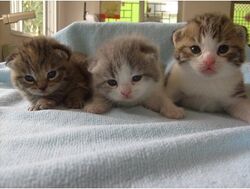 Scottish Fold – Wikipédia, a enciclopédia livre