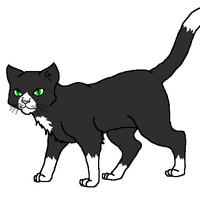 Night Clan History Cats Of The Clans Wiki Fandom