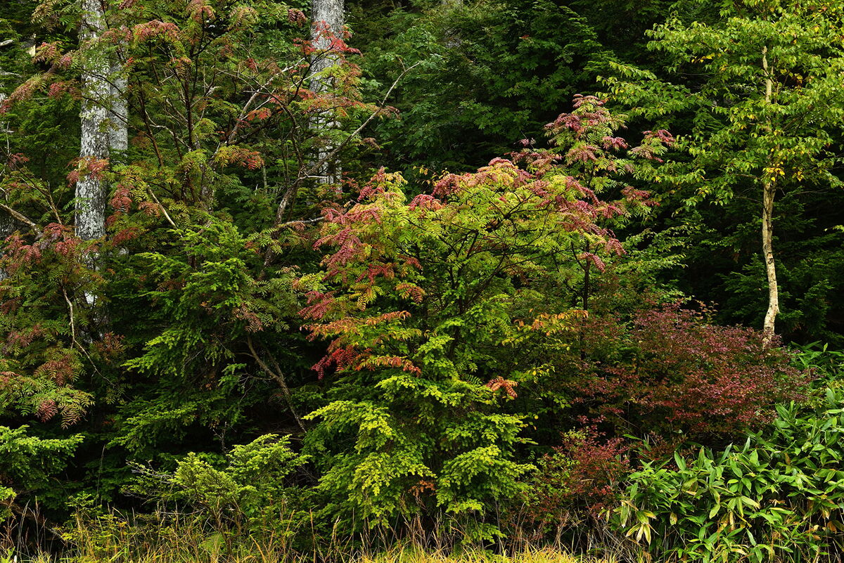 Datei:Sambucus racemosa 20090629.jpg - Wikipedia