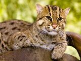 Fishing Cat