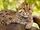 Fishing Cat
