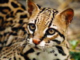 Ocelot