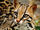 Ocelot