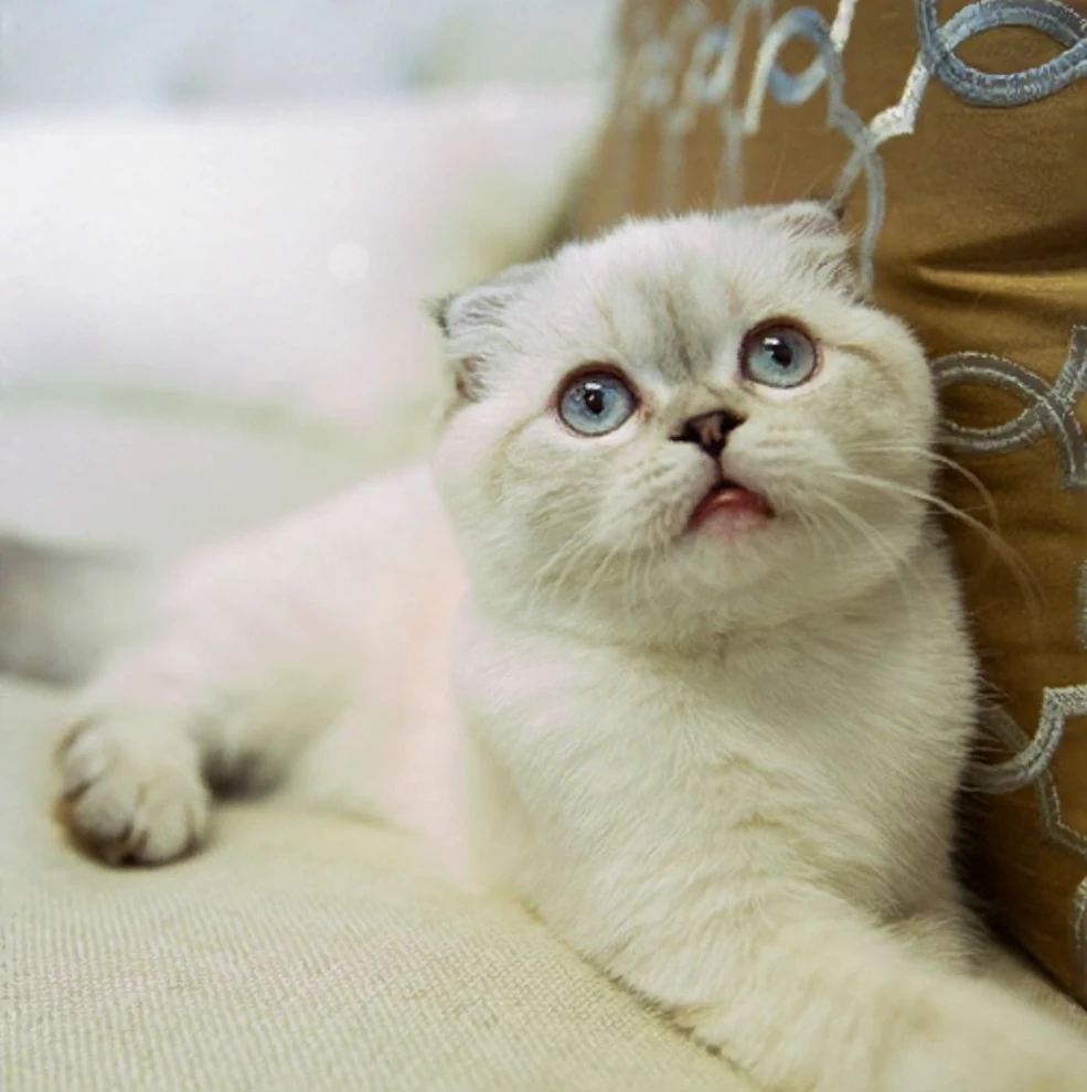 Are Taylor Swift'S Cats Rescues? Heartwarming Truth Revealed
