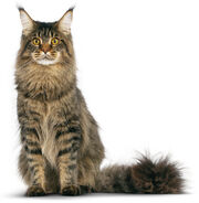 Maine-coon (1)