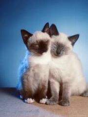Siamese kittens.jpg