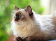 Himalayan-cat-breed-5