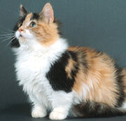 Munchkin cat pic