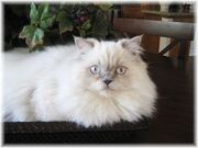 Lilac Himalayan