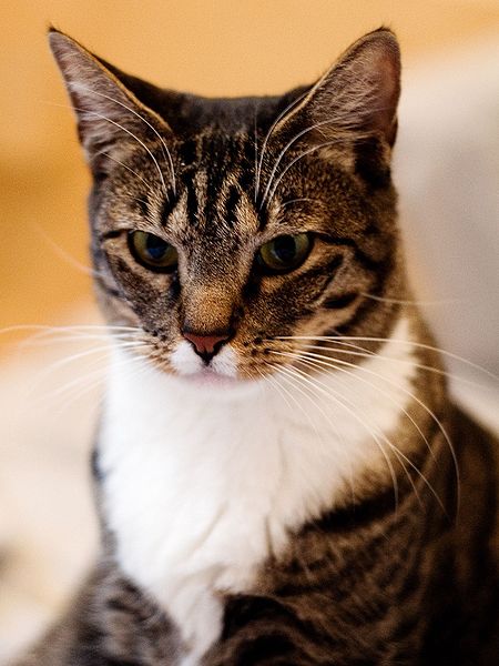 A buff and white domestic shorthair cat with beautiful golden eyes