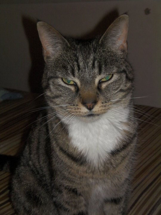 ticked tabby with residual markings