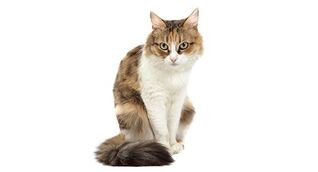 Domestic Mediumhair