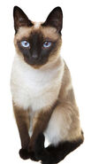 Chocolate point siamese