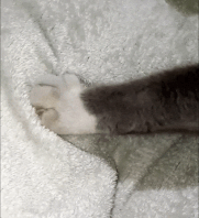 Cat paws kneading