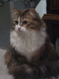 Brown Patched tabby with white Siberian cat.