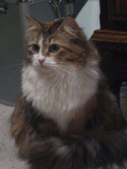 Norwegian Forest Cat Kittens from traditional old lines keeping