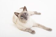 Lilac point siamese