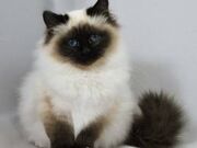 Birman.jpg