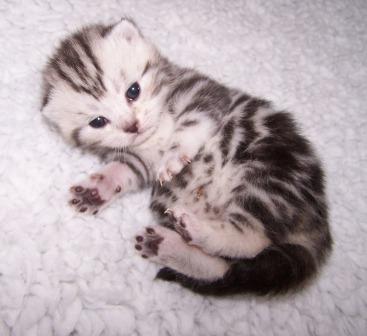 Kitten - Wikipedia