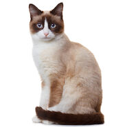 Snowshoe Cat!