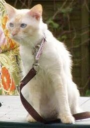 Creambalinese.jpg