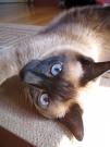 Siamese