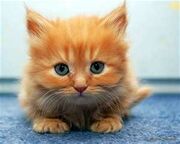 Orange Kitten