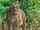 Asiatic Golden Cat