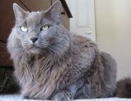 Nebelung 1