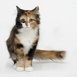 Calico Siberian