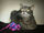 Taking care of your older cat