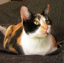 Calico-cat-10