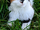 Calico Tortieshell