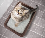 Cat training