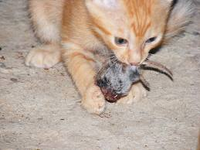 This Tabby Kitten is eating a Mouse