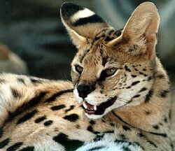 Serval