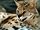 Serval