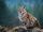 Eurasian Lynx