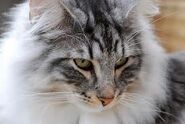 Greyish whitish cat-Ashheart