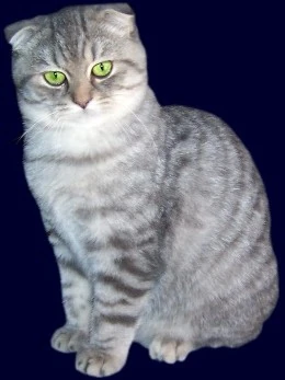 Scottish Fold Cats Wiki Fandom