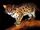 Sunda Leopard Cat