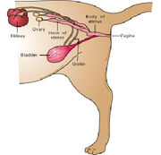 Cat spaying