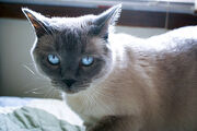 Blue point siamese.jpg