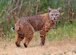 Bobcat-01